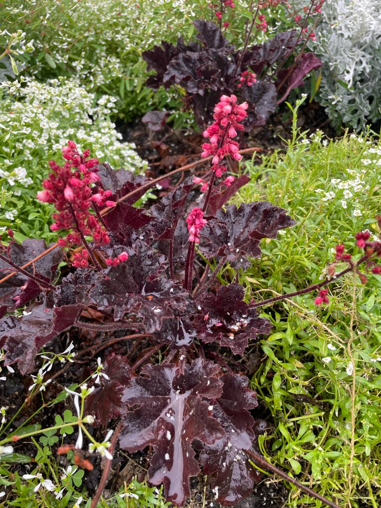 Plant name: Coral Bells Heuchera  